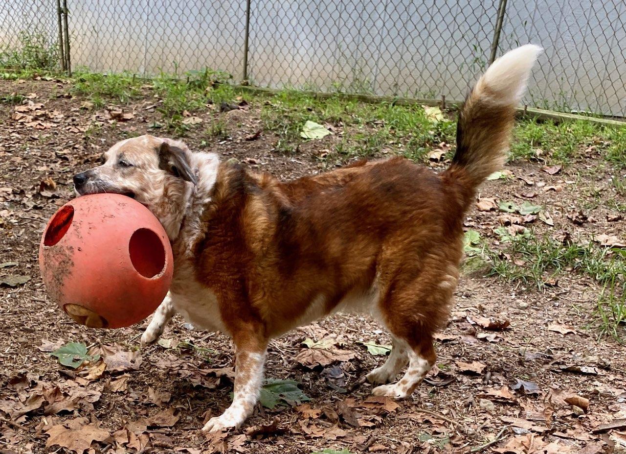 Reecie, an adoptable Australian Cattle Dog / Blue Heeler in Capon Bridge, WV, 26711 | Photo Image 5