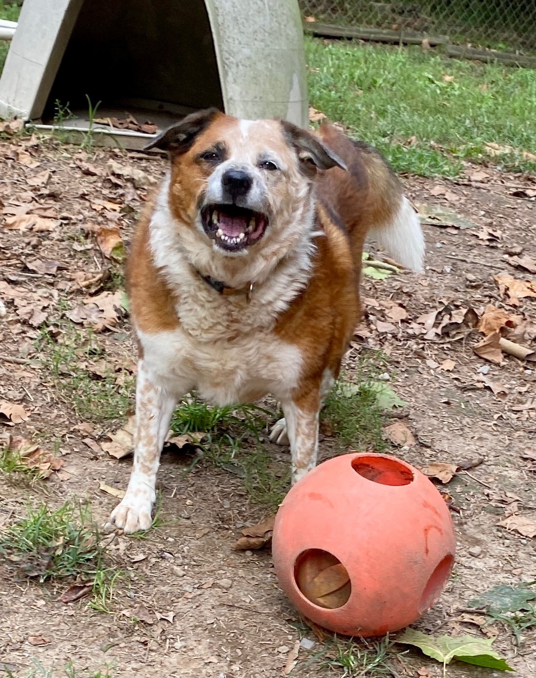 Reecie, an adoptable Australian Cattle Dog / Blue Heeler in Capon Bridge, WV, 26711 | Photo Image 6