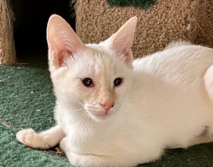 Cat For Adoption Drizzle A Siamese Mix In Fort Worth Tx Petfinder