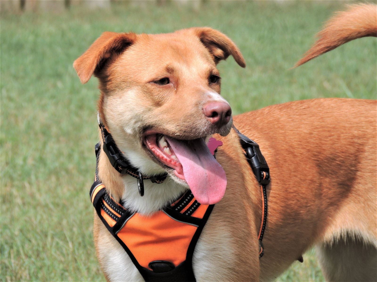 BRISTOL, an adoptable Yellow Labrador Retriever in Franklin, TN, 37069 | Photo Image 1