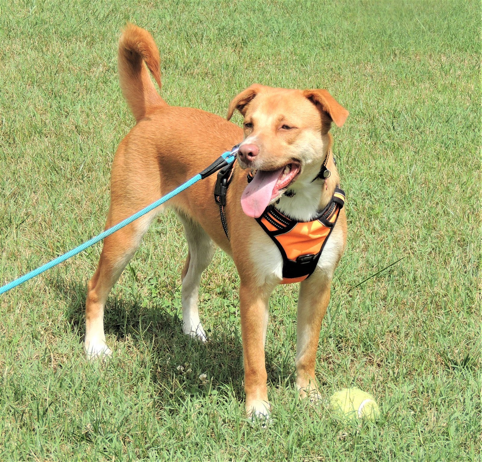 BRISTOL, an adoptable Yellow Labrador Retriever in Franklin, TN, 37069 | Photo Image 2