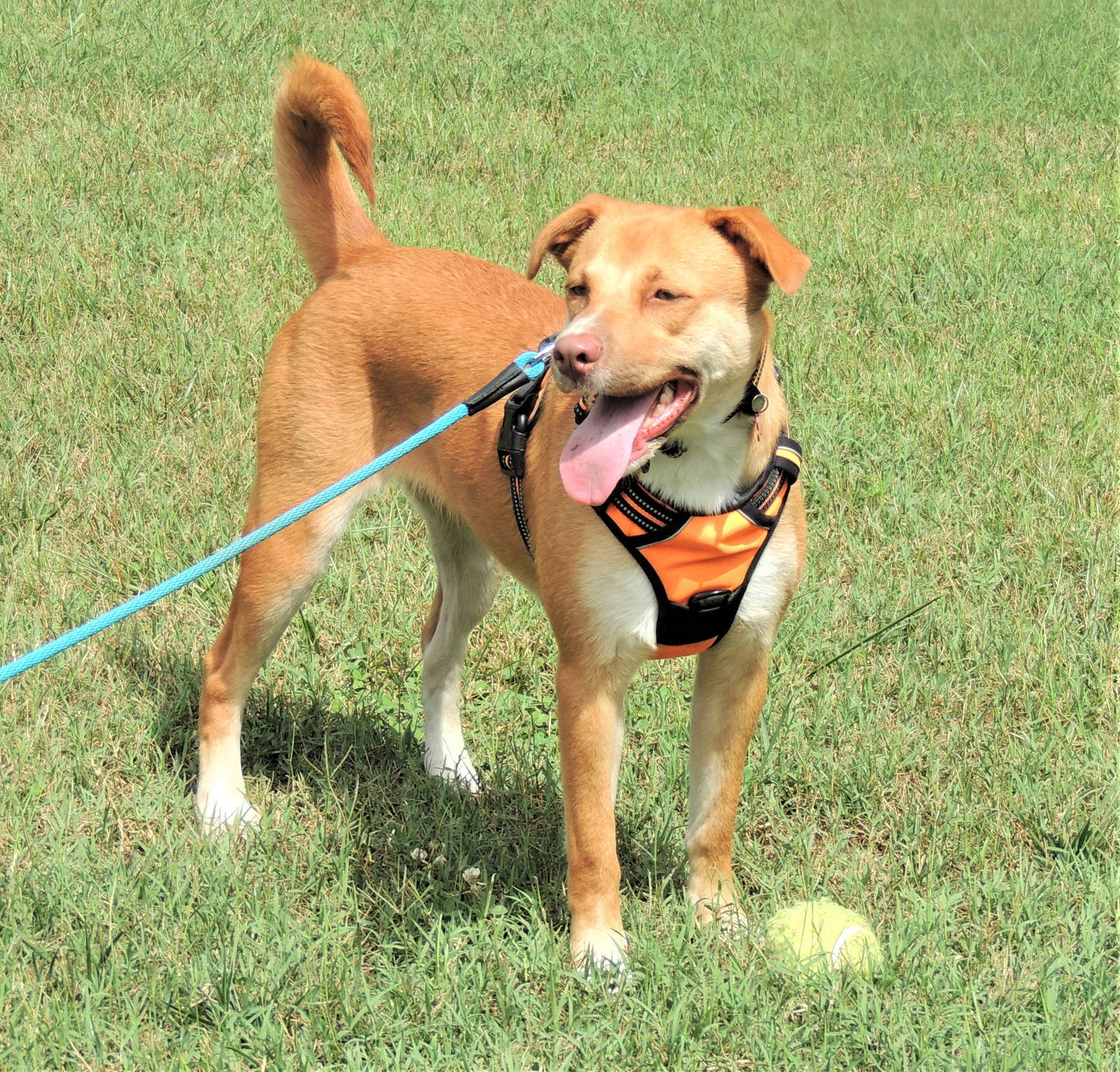 BRISTOL, an adoptable Yellow Labrador Retriever in Franklin, TN, 37069 | Photo Image 2