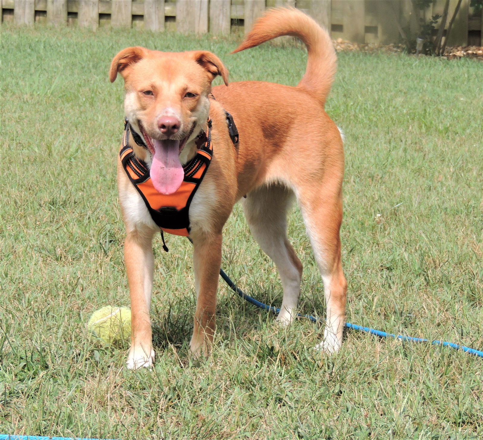 BRISTOL, an adoptable Yellow Labrador Retriever in Franklin, TN, 37069 | Photo Image 3