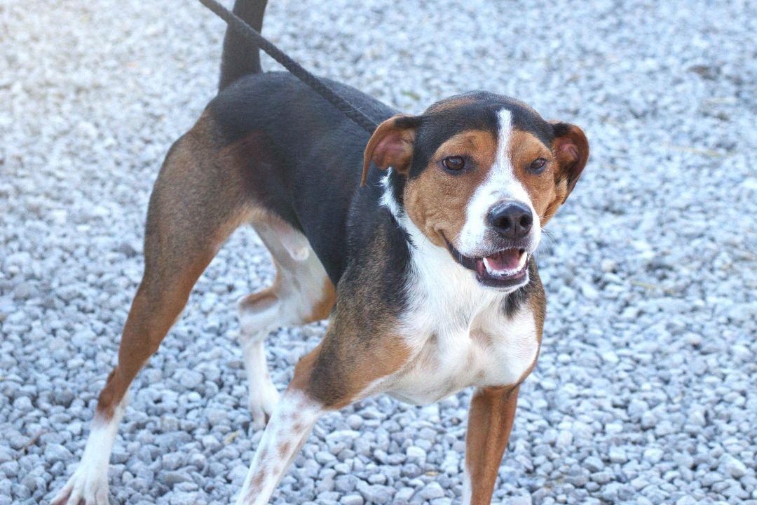 Buddy, an adoptable Hound in Hillsdale, IN, 47854 | Photo Image 3