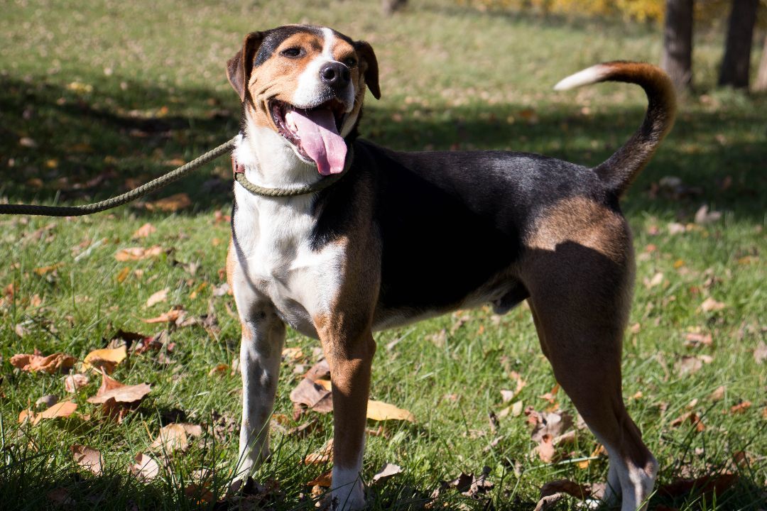 Buddy, an adoptable Hound in Hillsdale, IN, 47854 | Photo Image 4