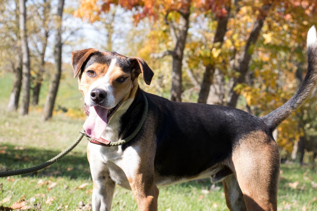 Buddy, an adoptable Hound in Hillsdale, IN, 47854 | Photo Image 1