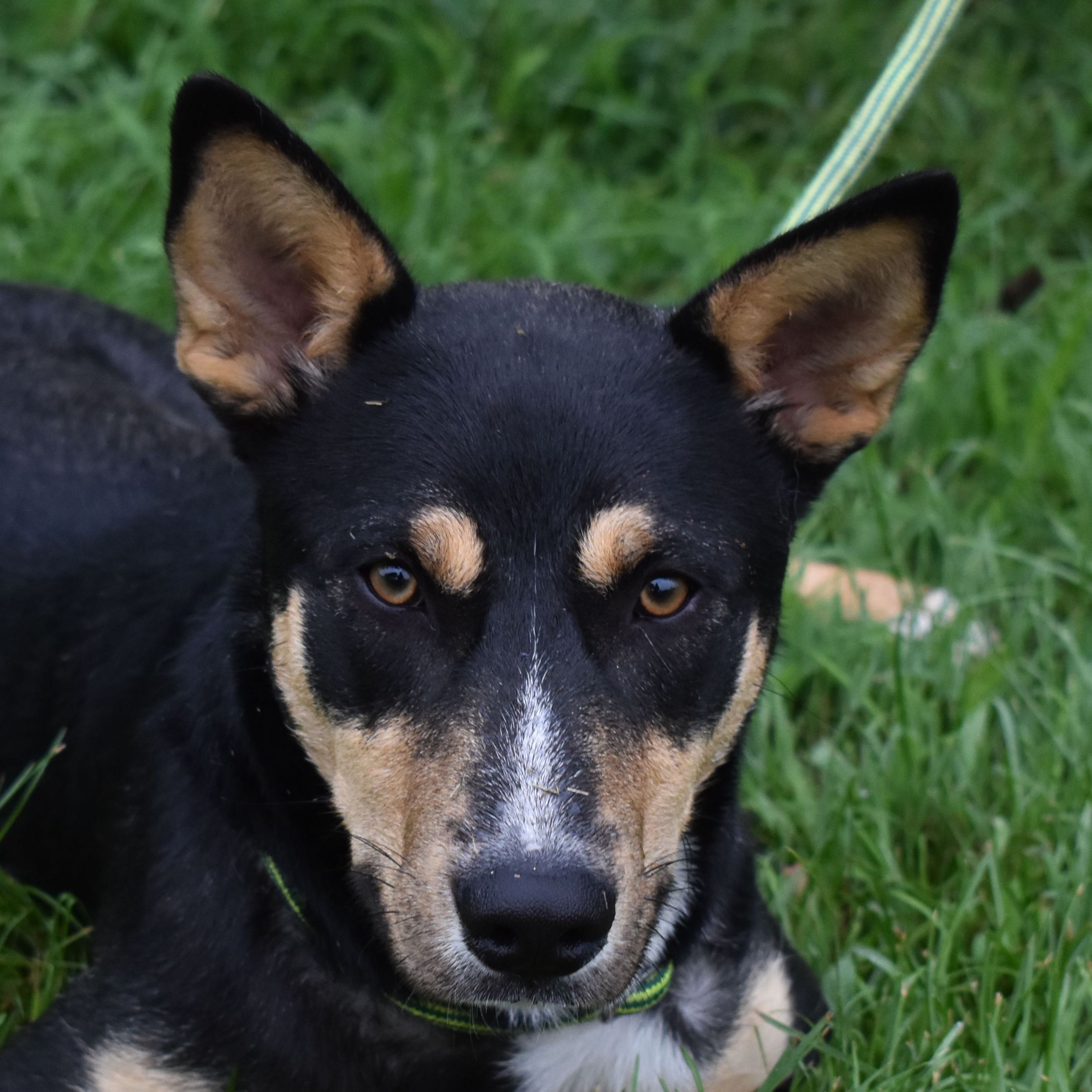 Seth, an adoptable German Shepherd Dog in Auburn, NE, 68305 | Photo Image 1