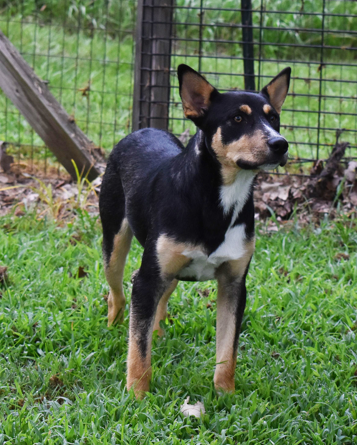 Seth, an adoptable German Shepherd Dog in Auburn, NE, 68305 | Photo Image 2