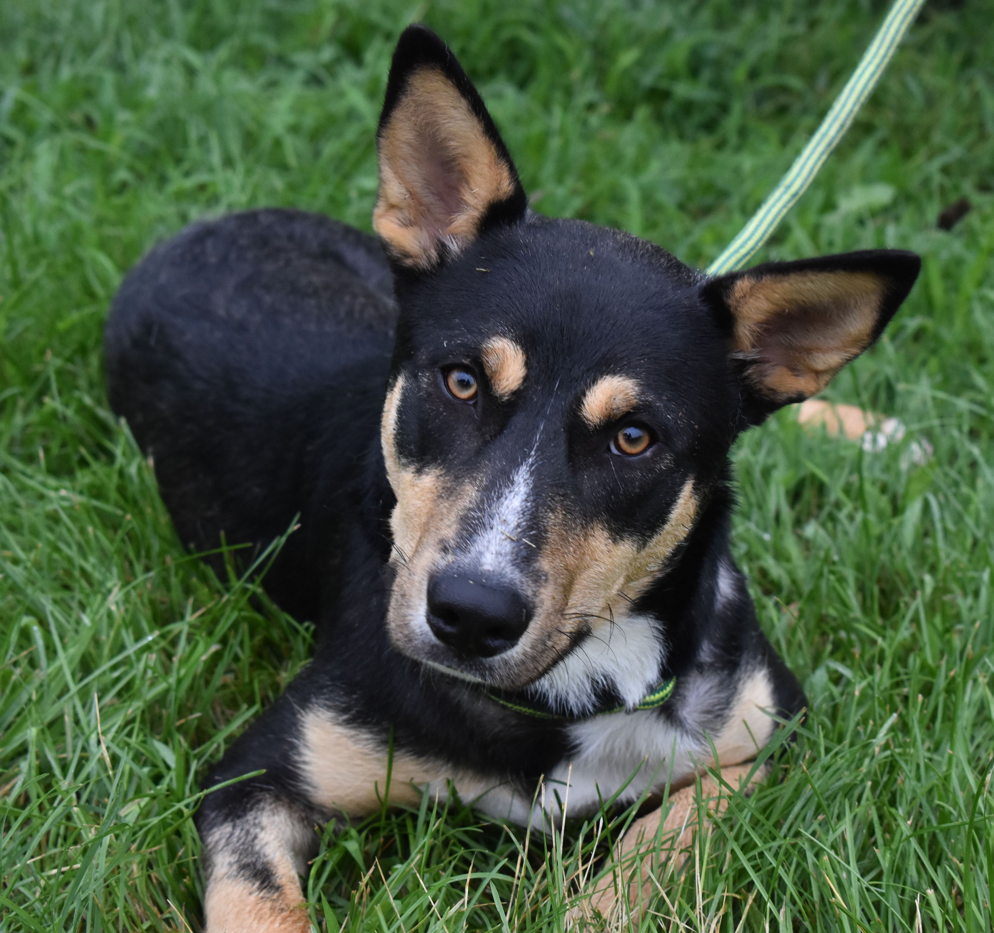 Seth, an adoptable German Shepherd Dog in Auburn, NE, 68305 | Photo Image 3