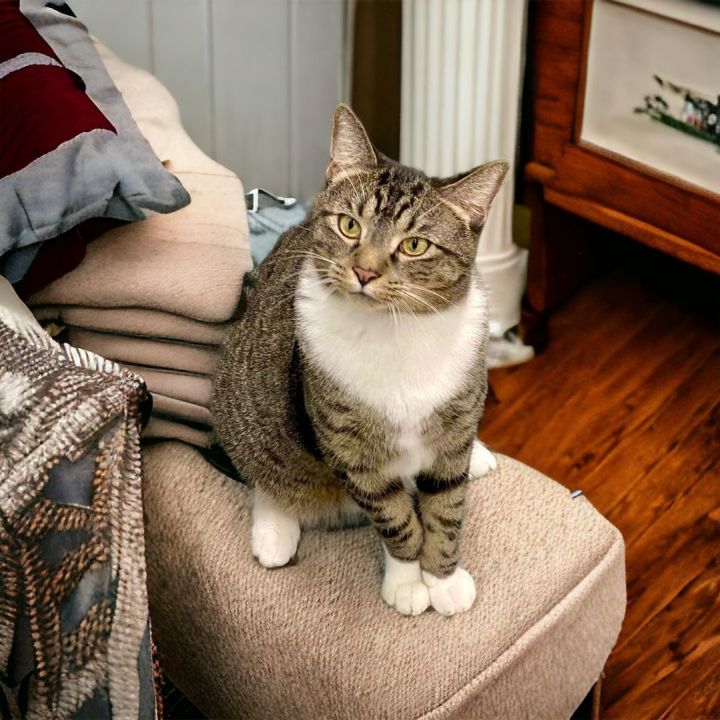 Barbados, an adoptable Domestic Short Hair in Chicago, IL_image-4