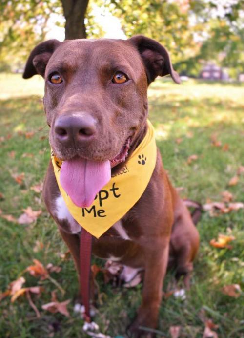 Bentley, an adoptable Bull Terrier, Labrador Retriever in Fayette, MO, 65248 | Photo Image 2