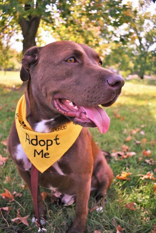 Bentley, an adoptable Bull Terrier, Labrador Retriever in Fayette, MO, 65248 | Photo Image 3