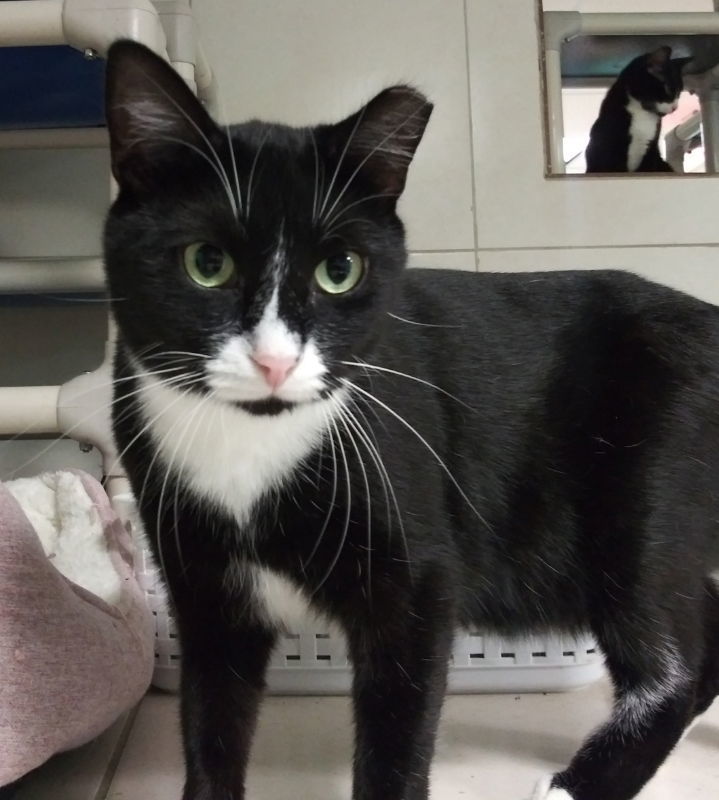 Ratty, an adoptable American Shorthair in Naples, FL, 34116 | Photo Image 1