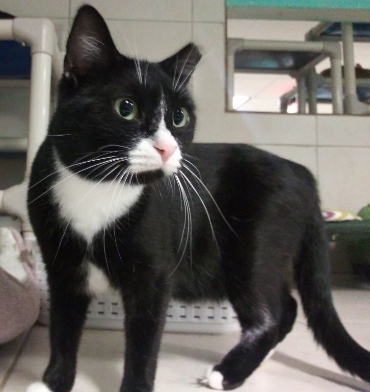 Ratty, an adoptable American Shorthair in Naples, FL, 34116 | Photo Image 2