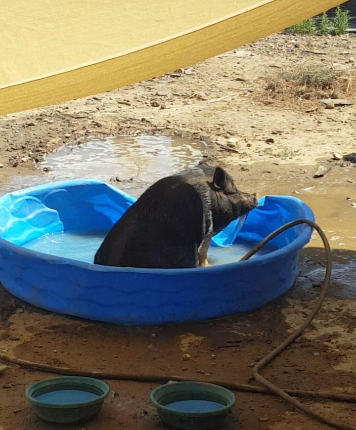 Ellie (and Daisy) *located in Redding, CA 3