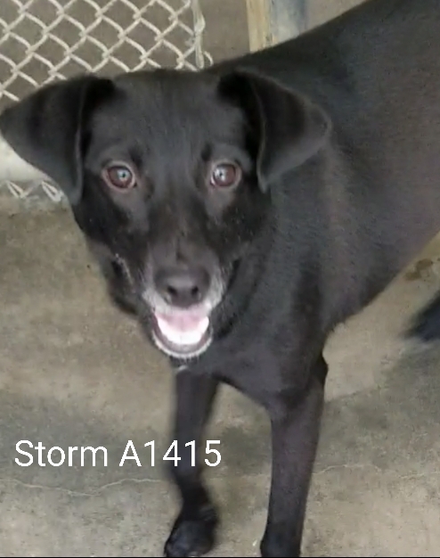 Storm, an adoptable Labrador Retriever, Shepherd in Morganton, NC, 28655 | Photo Image 1