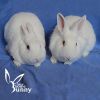 BamBam (and Pebbles) photo 2