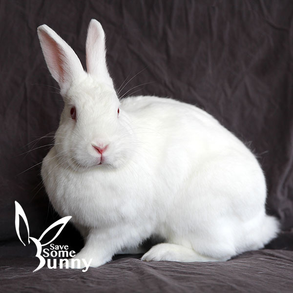 BamBam (and Pebbles), an adoptable Bunny Rabbit in Santa Ana, CA_image-4