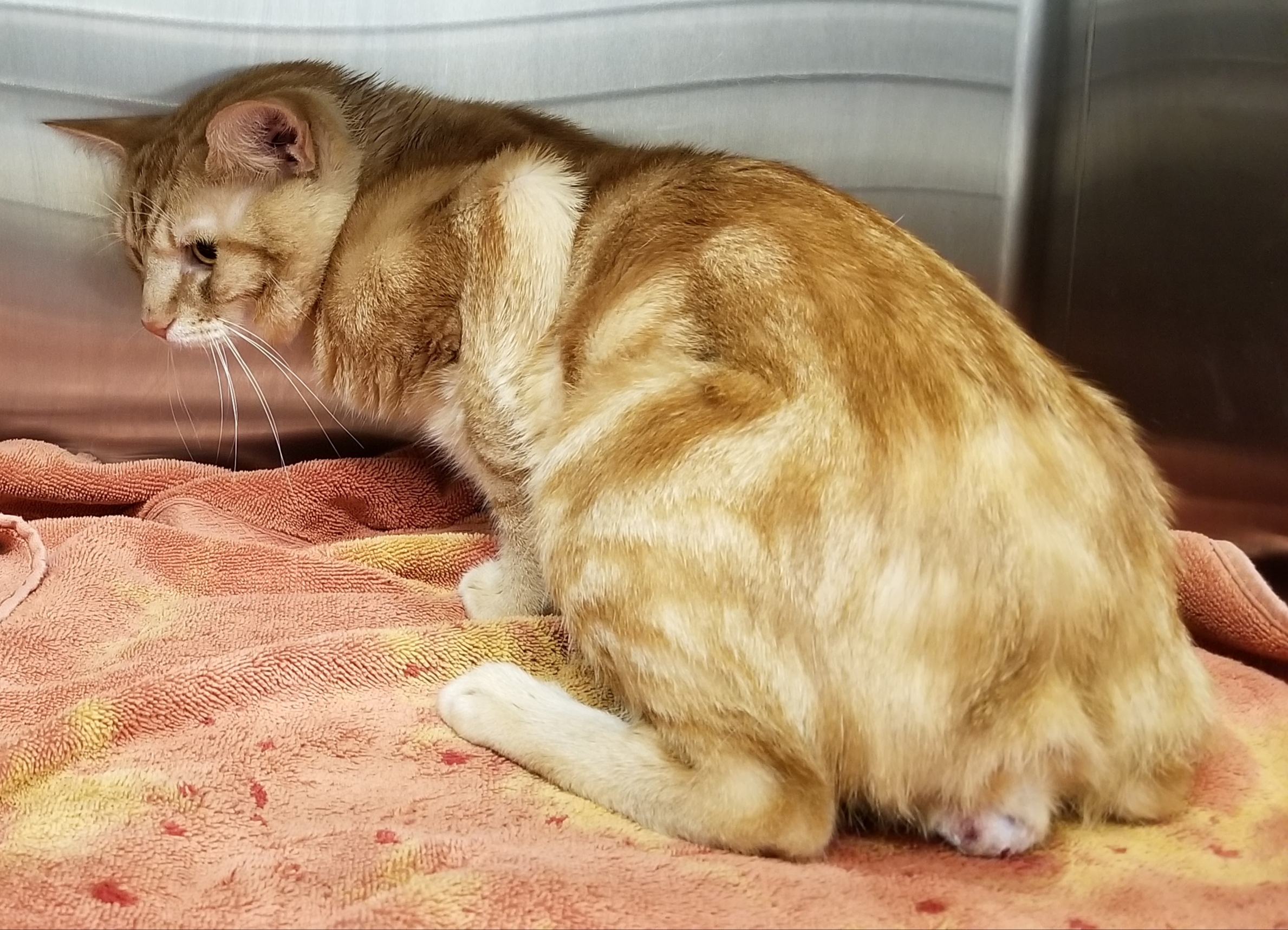 TORNADO, an adoptable Manx in Sardinia, OH, 45171 | Photo Image 5