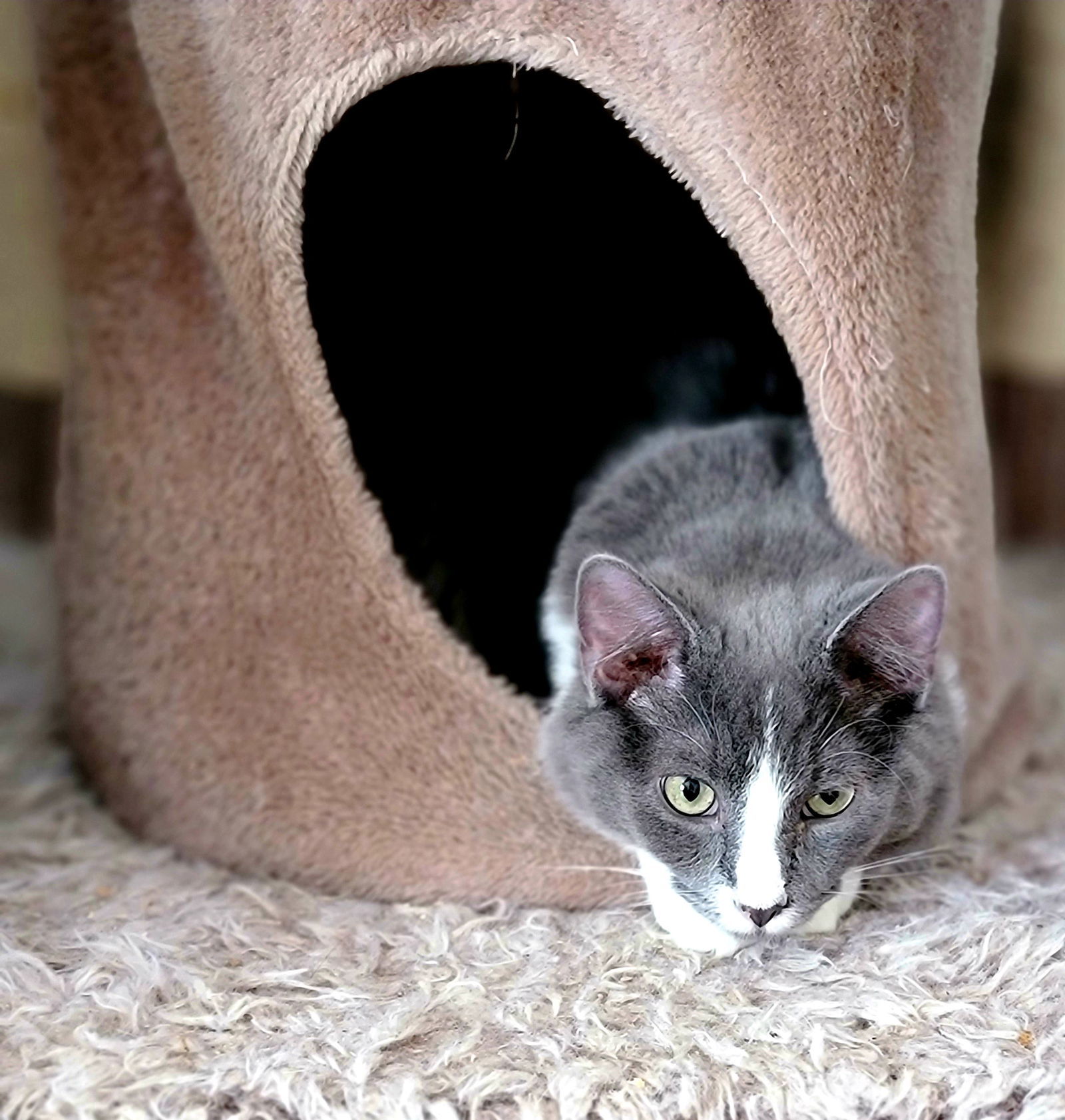 Tyler, an adoptable Domestic Medium Hair in Elizabethtown, PA, 17022 | Photo Image 3