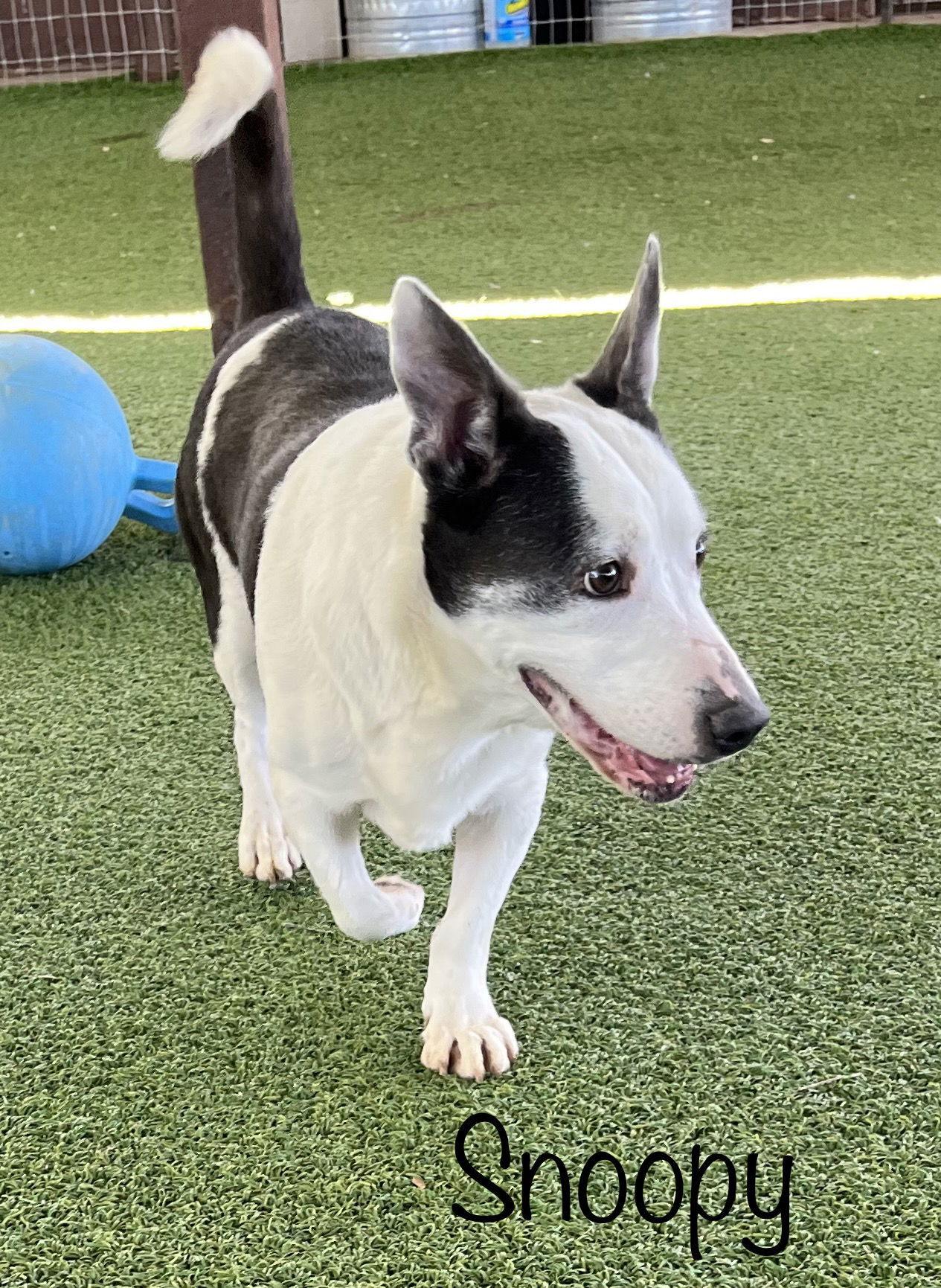 Snoopy, an adoptable Basset Hound, Bull Terrier in Pipe Creek, TX, 78063 | Photo Image 1