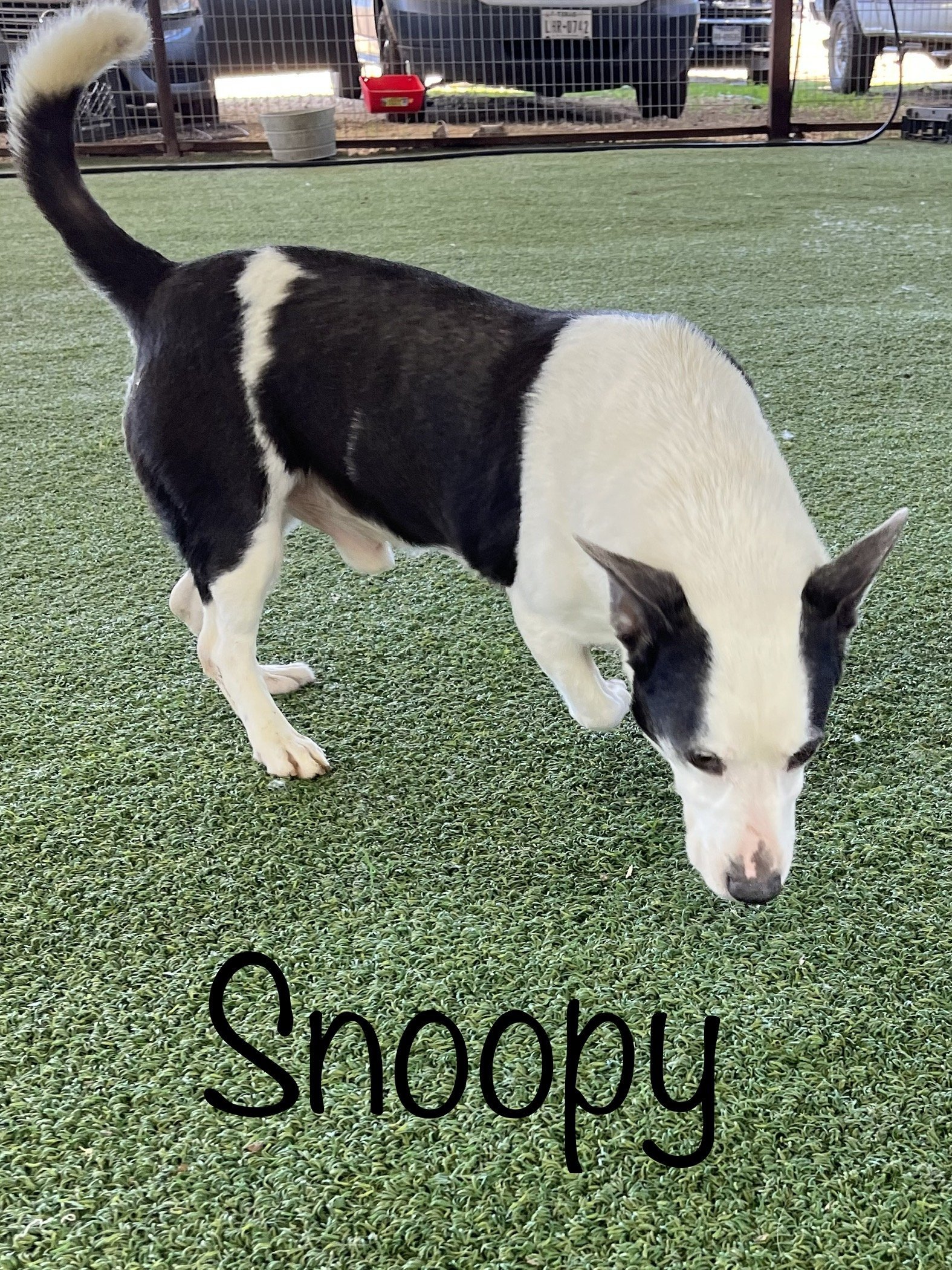 Snoopy, an adoptable Basset Hound, Bull Terrier in Pipe Creek, TX, 78063 | Photo Image 2