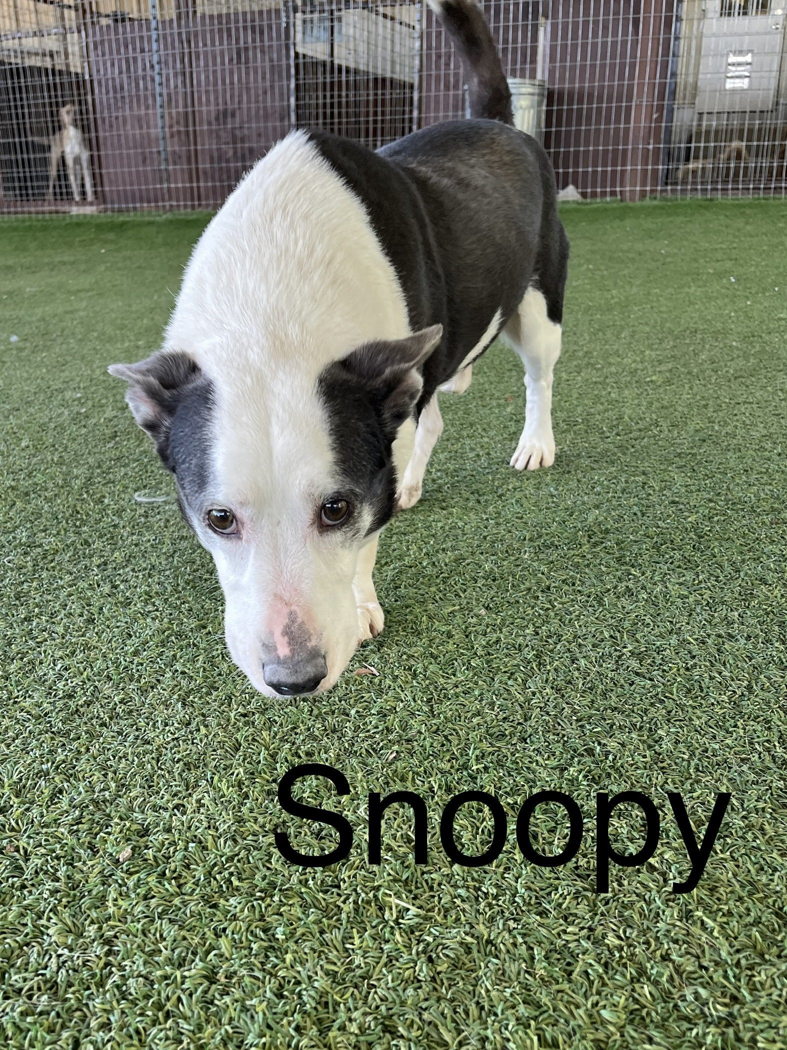Snoopy, an adoptable Basset Hound, Bull Terrier in Pipe Creek, TX, 78063 | Photo Image 3