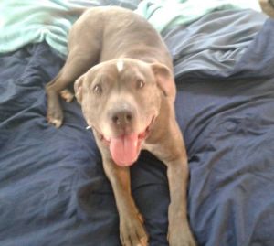 HI - IM SUZY Im a small 11-year-old sweet blue-and-white Pit Bull Terrier in need of a foster or