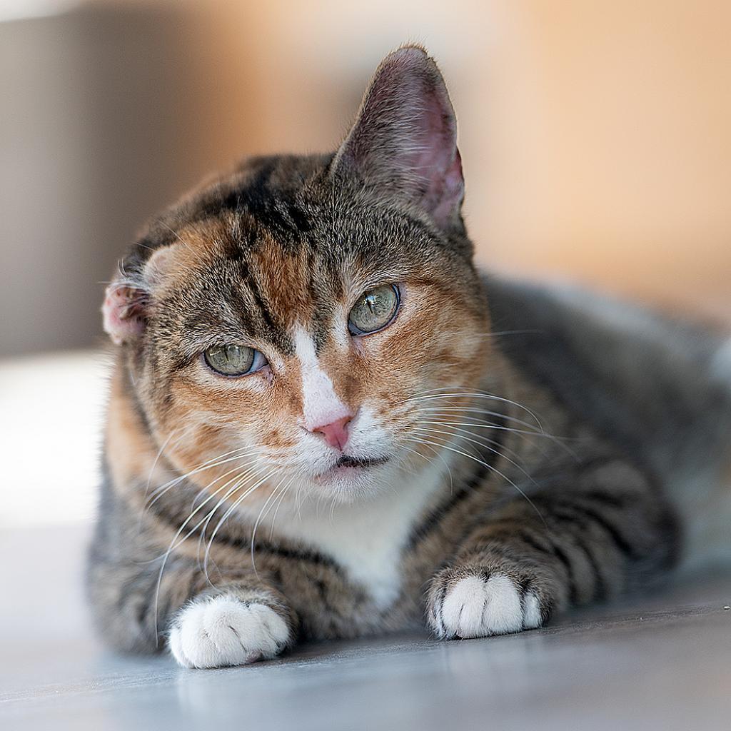 Brooks, an adoptable Domestic Short Hair in Kanab, UT, 84741 | Photo Image 1