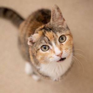 Brooks, Senior Female unknown