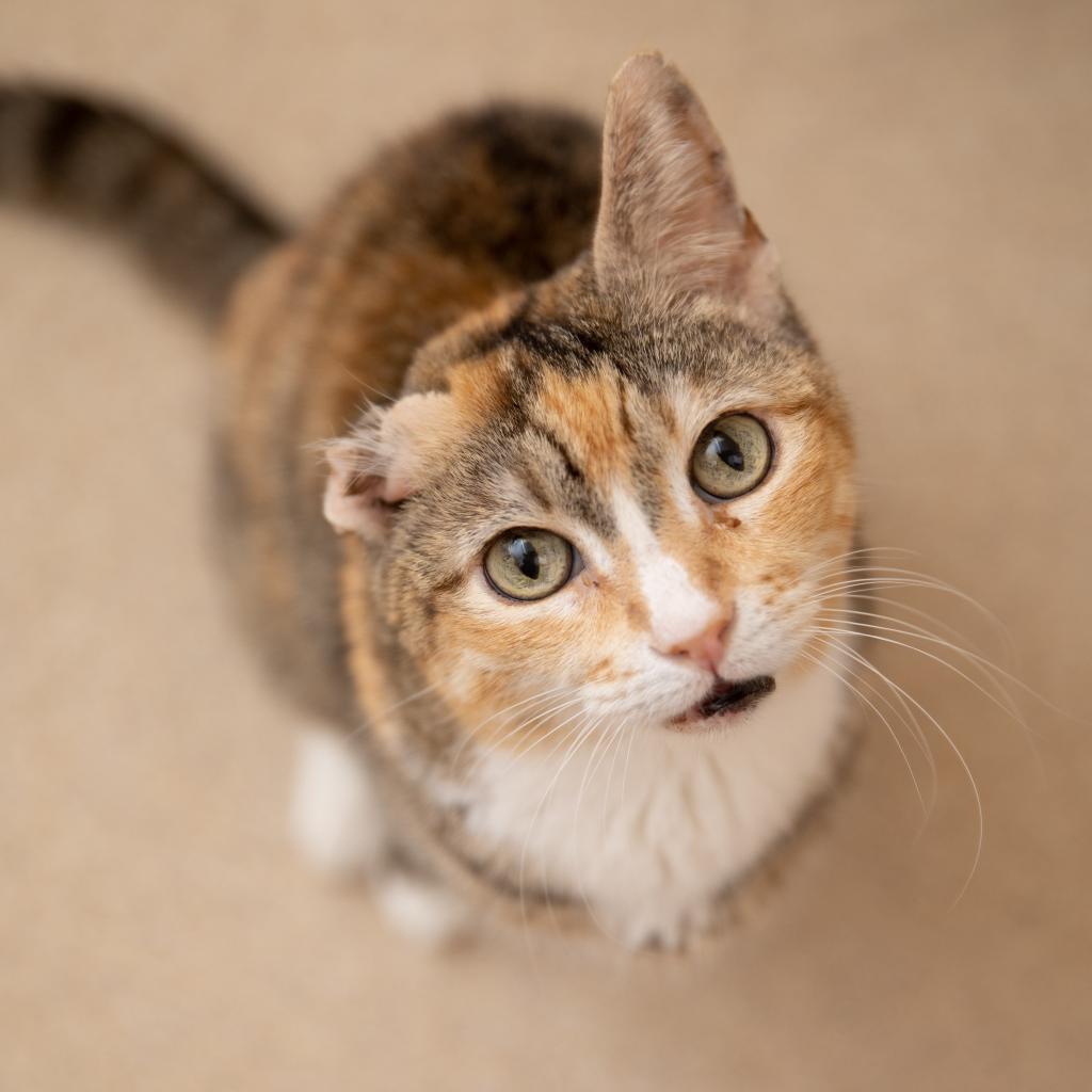 Brooks, an adoptable Domestic Short Hair in Kanab, UT, 84741 | Photo Image 3