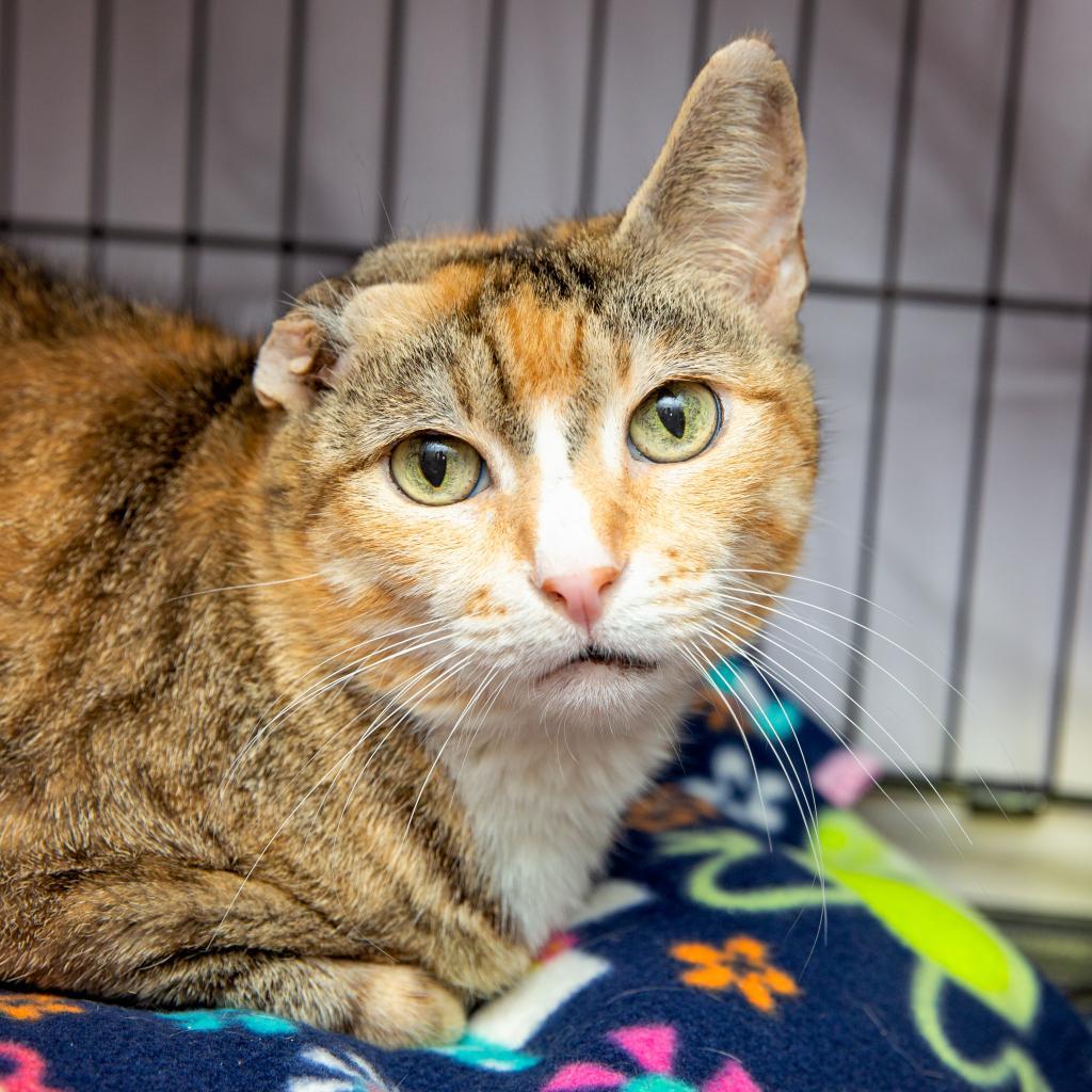 Brooks, an adoptable Domestic Short Hair in Kanab, UT, 84741 | Photo Image 5