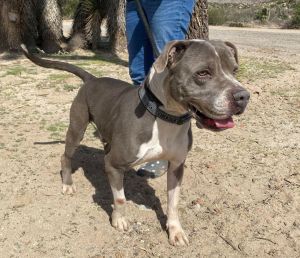 IM GRAYSON a 5-year-old blue  white pit and I need a foster or forever home Im an unique looki