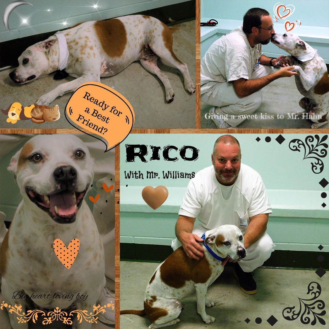Rico, an adoptable Pointer, Pit Bull Terrier in Milledgeville, GA, 31061 | Photo Image 4