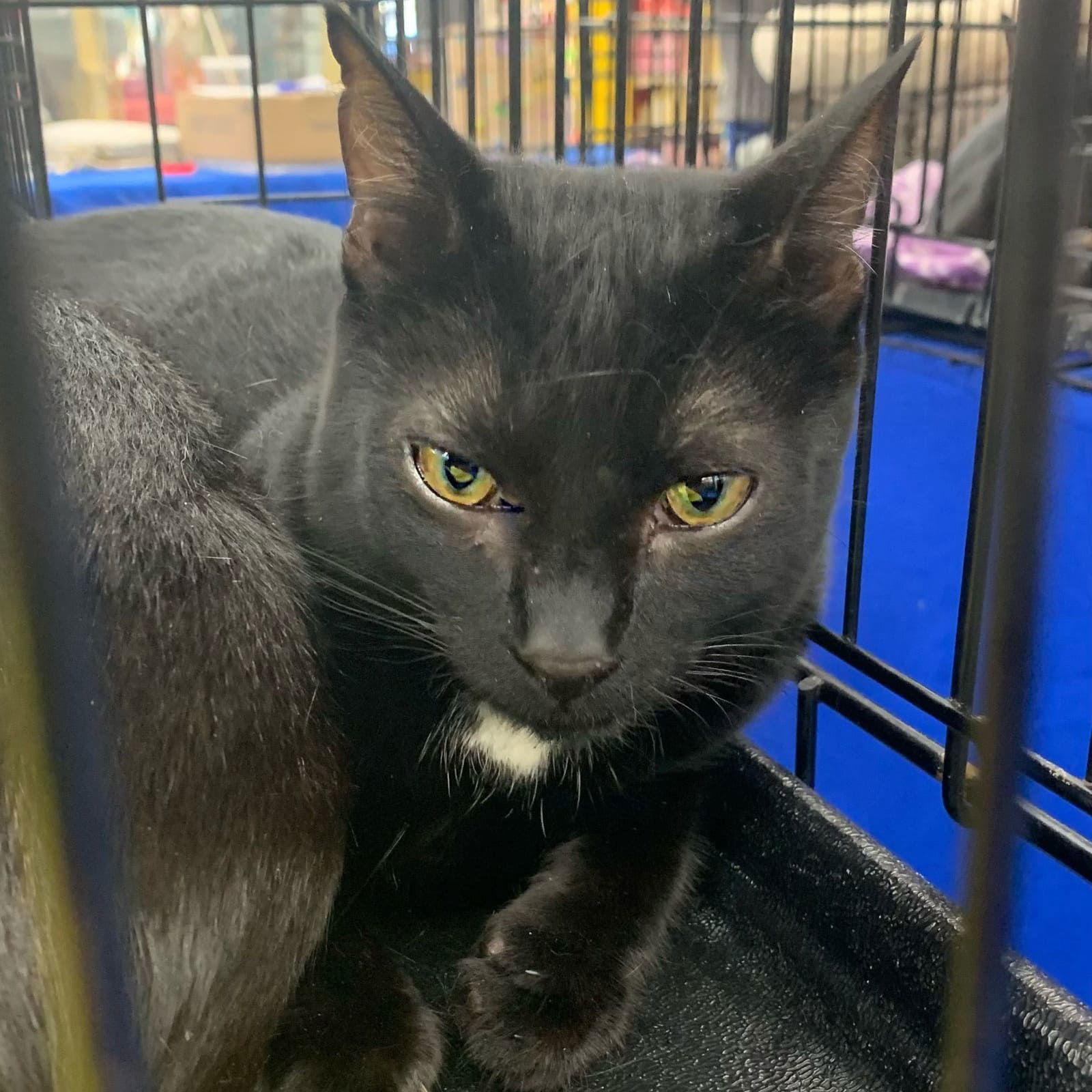 Brie, an adoptable Domestic Short Hair in Tampa, FL, 33605 | Photo Image 1