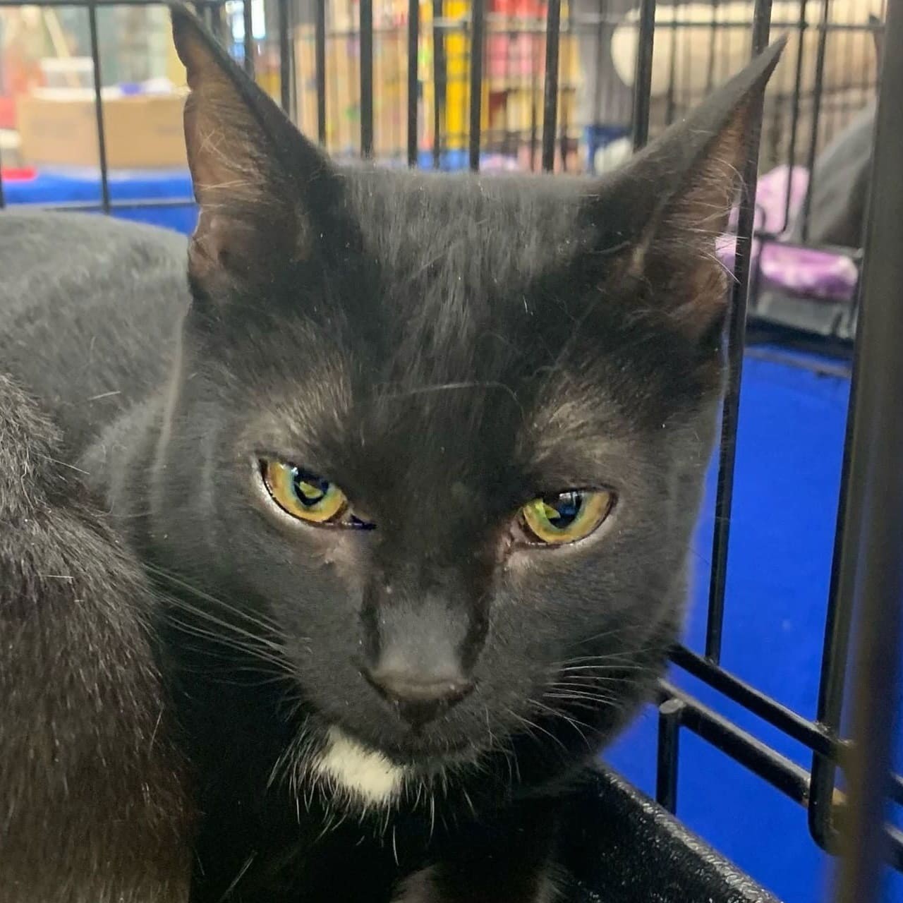 Brie, an adoptable Domestic Short Hair in Tampa, FL, 33605 | Photo Image 1