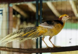 Chocobo Pheasant Bird