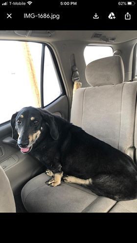 Derrick, an adoptable Basset Hound in Albuquerque, NM, 87109 | Photo Image 1