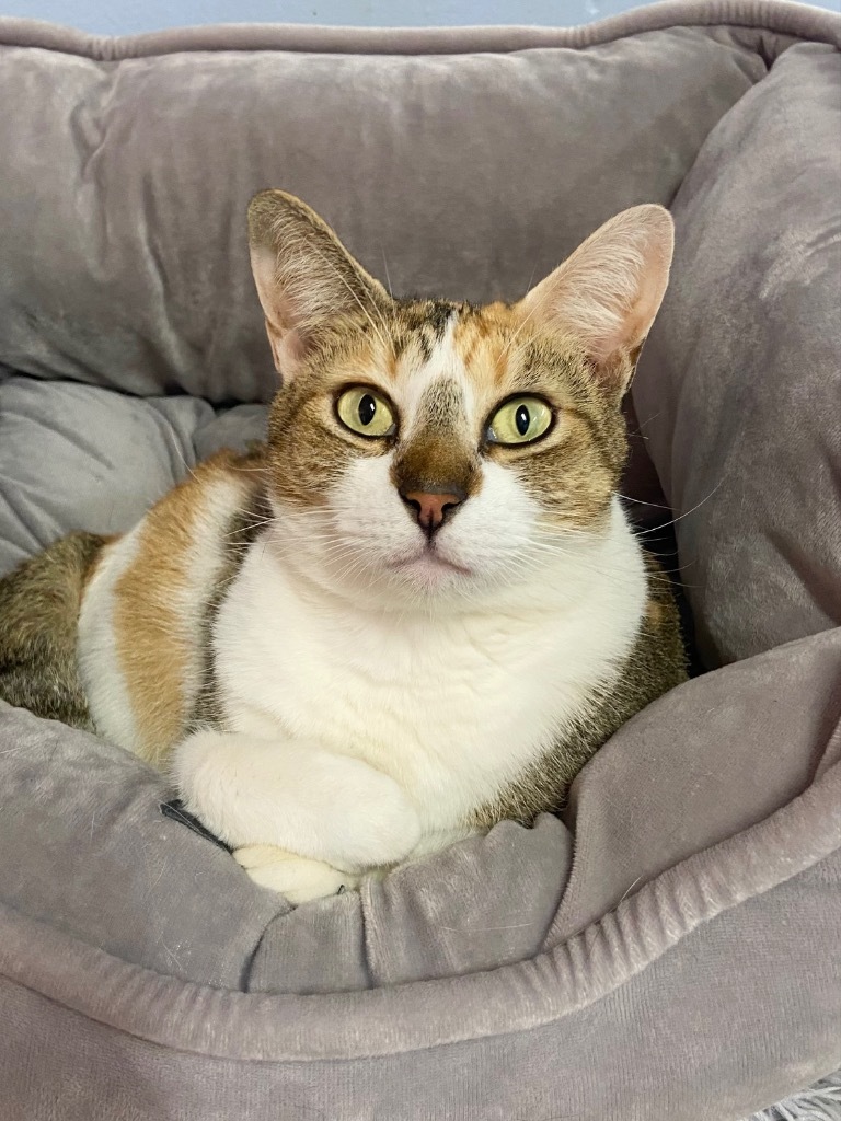 Hazel, an adoptable Calico, Domestic Short Hair in Fort Lauderdale, FL, 33304 | Photo Image 1