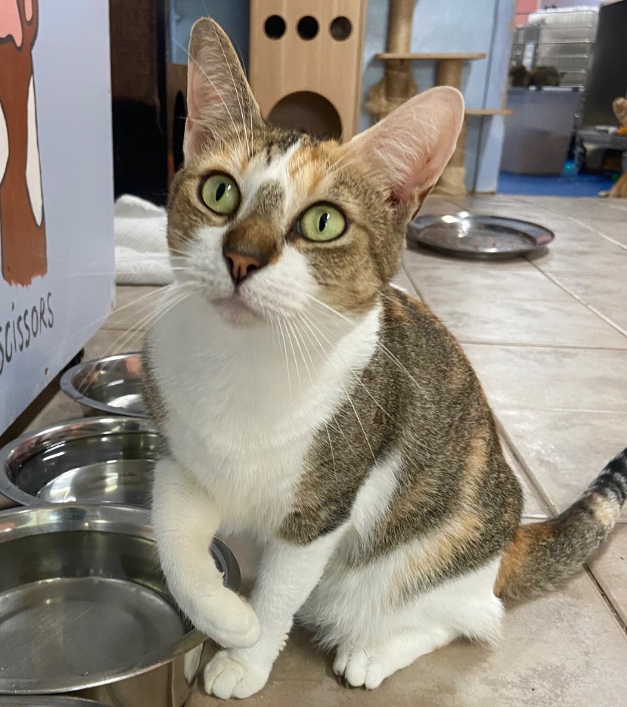 Hazel, an adoptable Calico, Domestic Short Hair in Fort Lauderdale, FL, 33304 | Photo Image 3