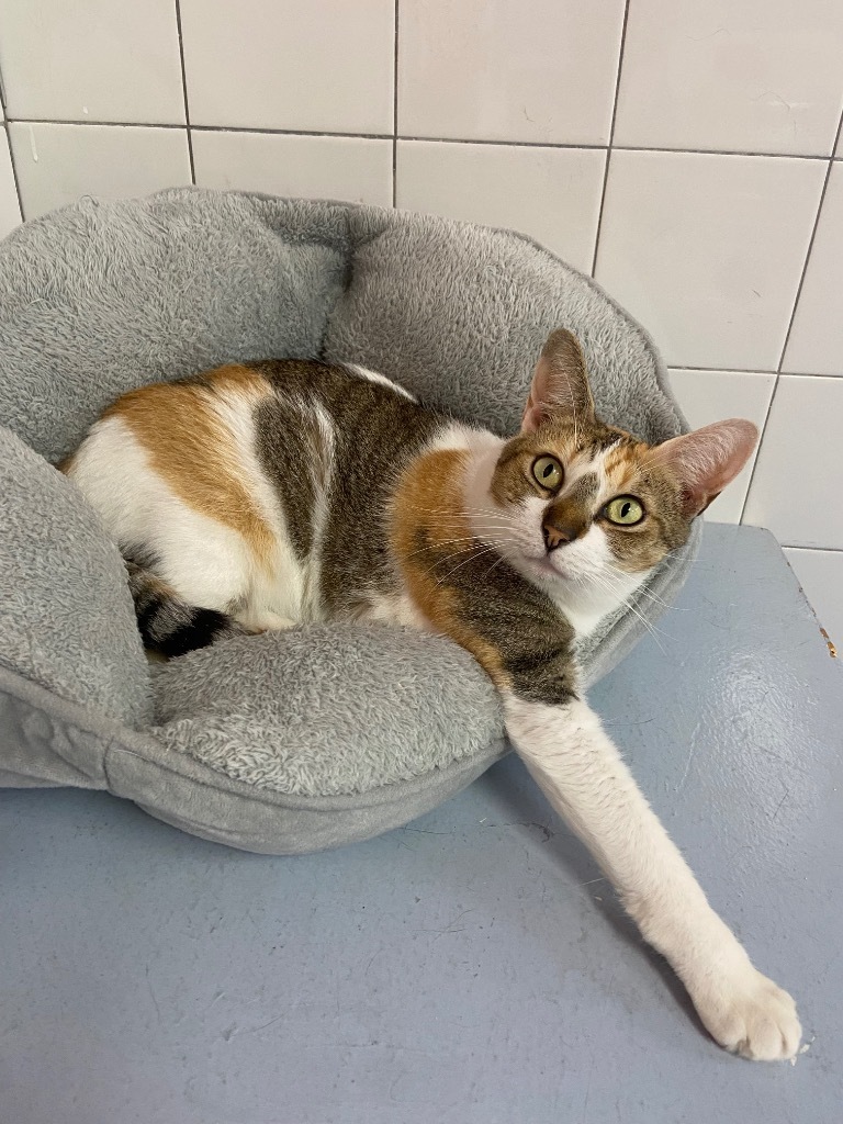 Hazel, an adoptable Calico, Domestic Short Hair in Fort Lauderdale, FL, 33304 | Photo Image 4