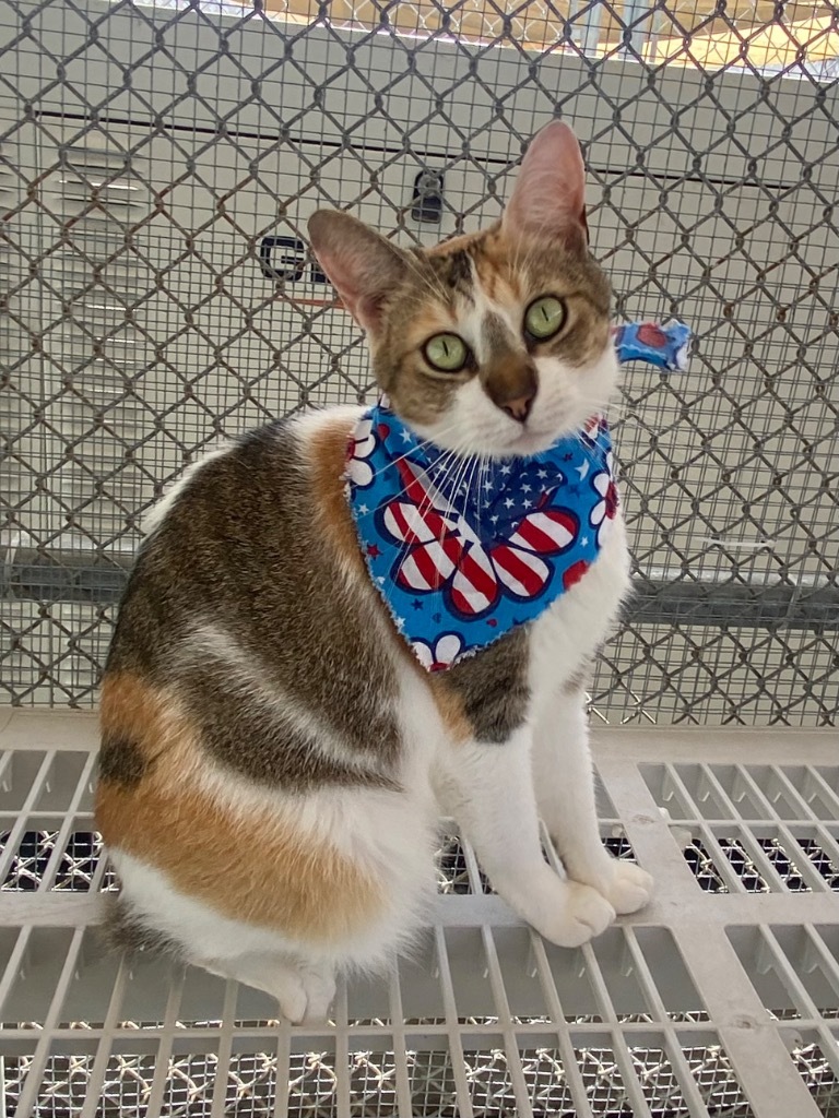 Hazel, an adoptable Calico, Domestic Short Hair in Fort Lauderdale, FL, 33304 | Photo Image 5