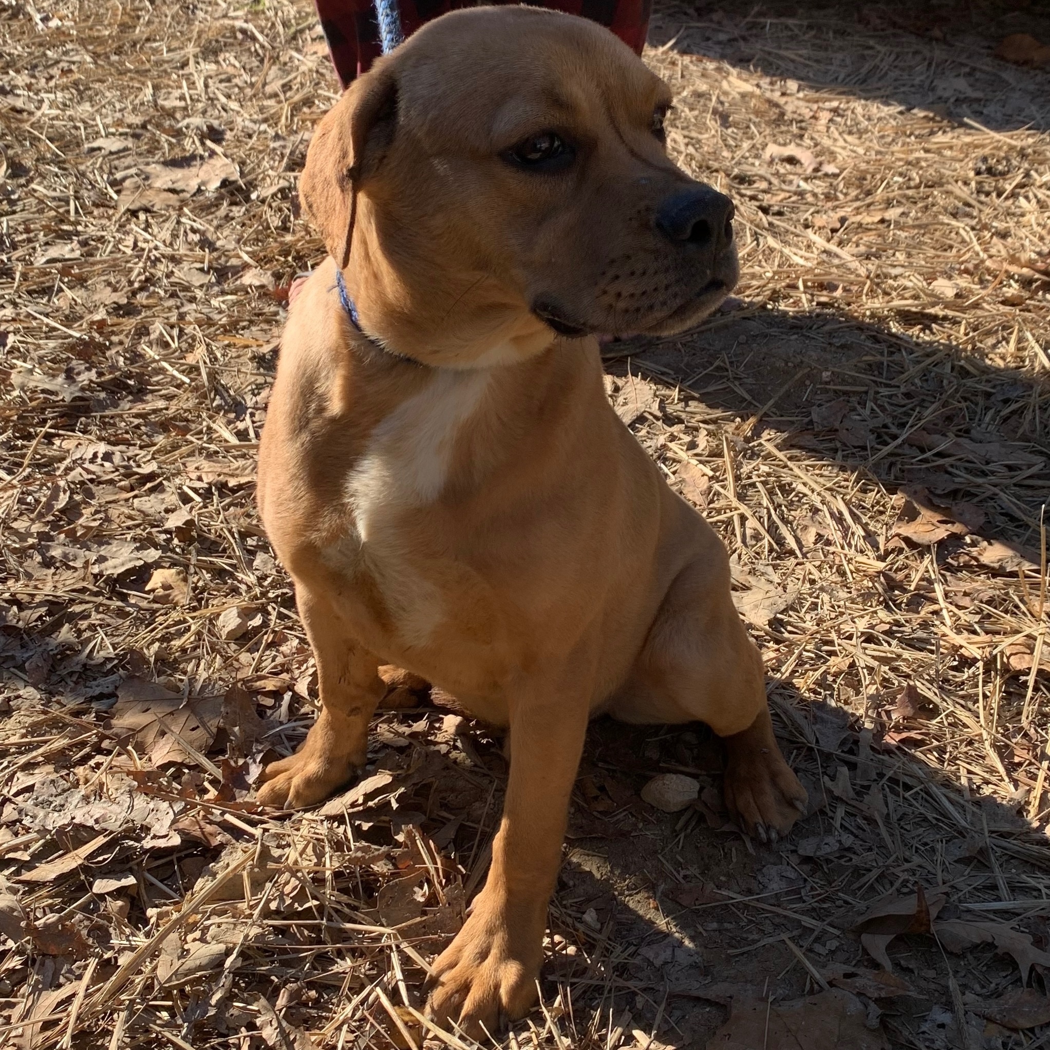 Jeffrey, an adoptable Pit Bull Terrier, English Bulldog in kingston, GA, 30145 | Photo Image 1