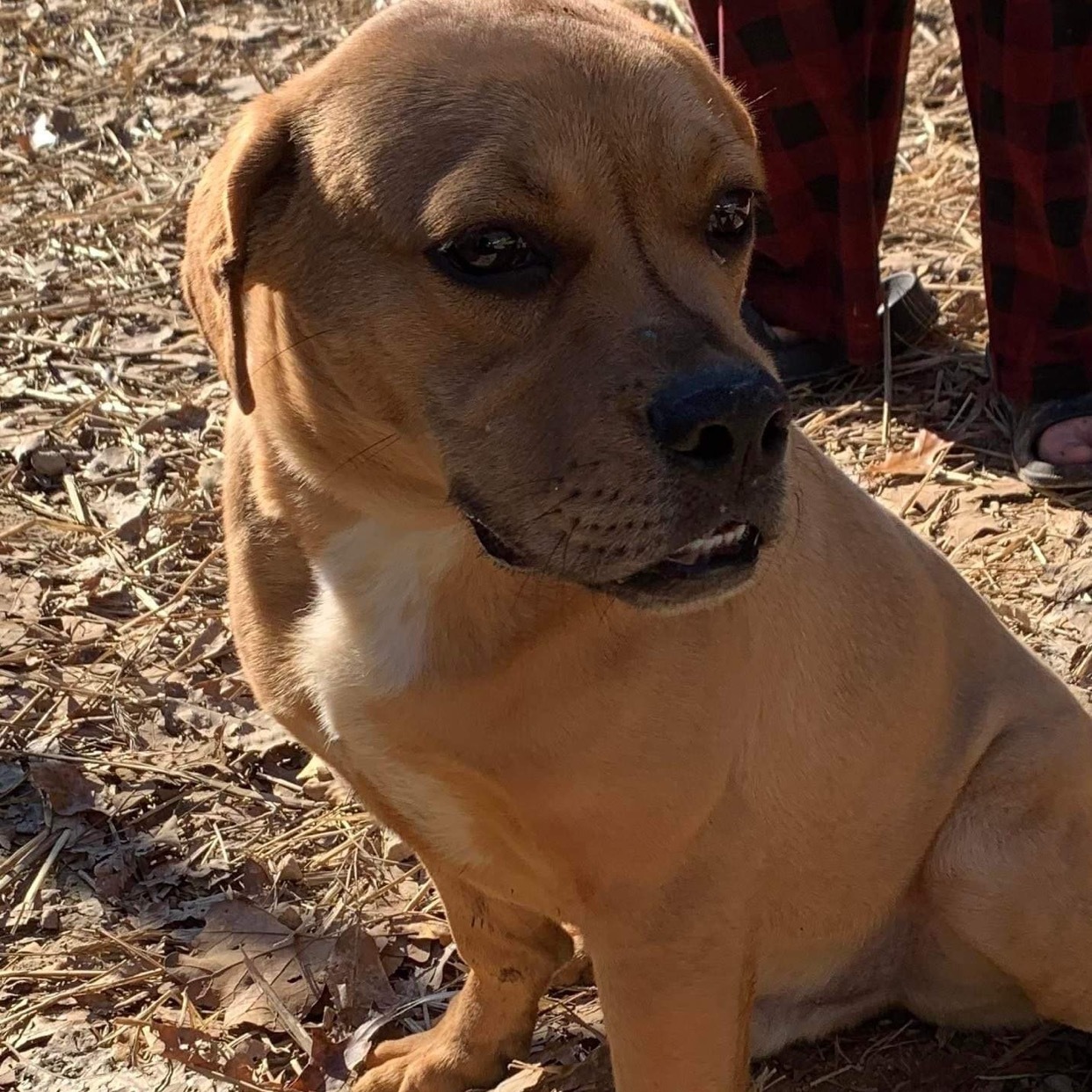 Jeffrey, an adoptable Pit Bull Terrier, English Bulldog in kingston, GA, 30145 | Photo Image 5