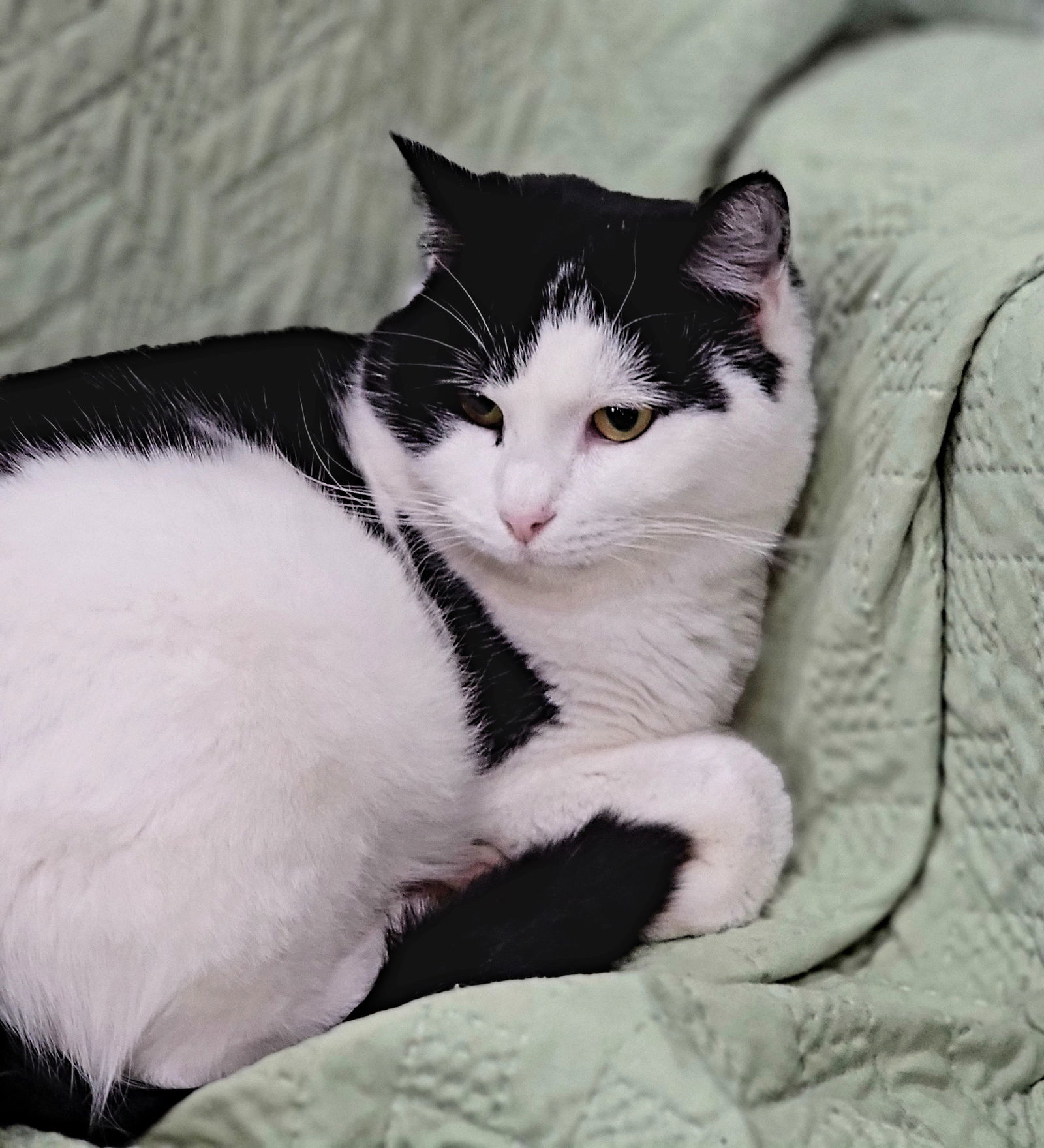 Gigi, an adoptable American Shorthair in Elizabethtown, PA, 17022 | Photo Image 1