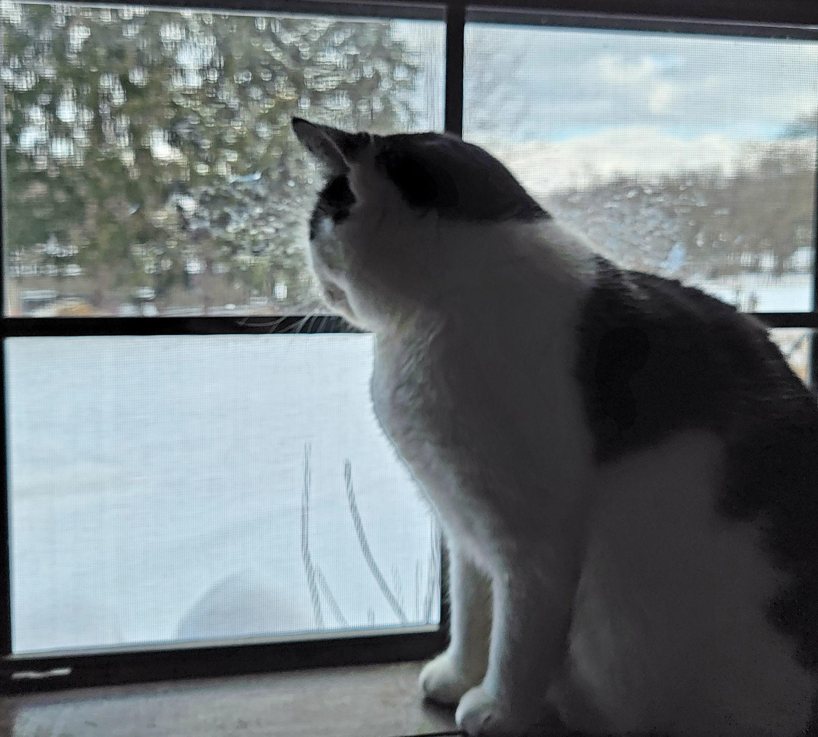 Gigi, an adoptable American Shorthair in Elizabethtown, PA, 17022 | Photo Image 3