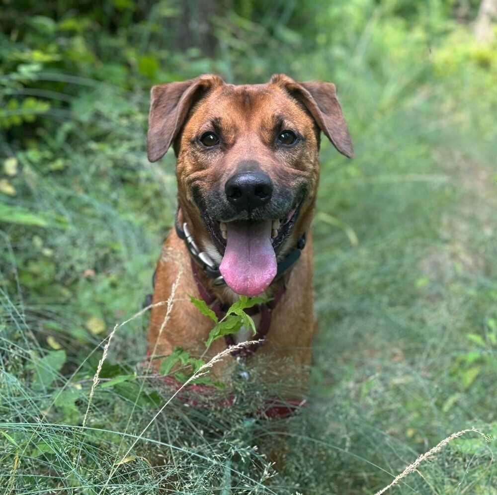 Aston, an adoptable Rottweiler, Mixed Breed in Verplanck, NY, 10596 | Photo Image 1