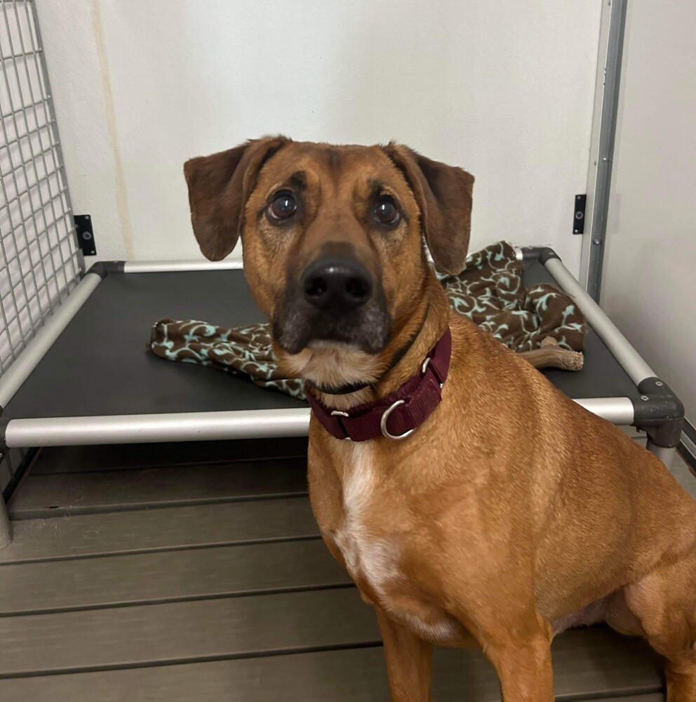 Aston, an adoptable Rottweiler, Mixed Breed in Verplanck, NY, 10596 | Photo Image 2