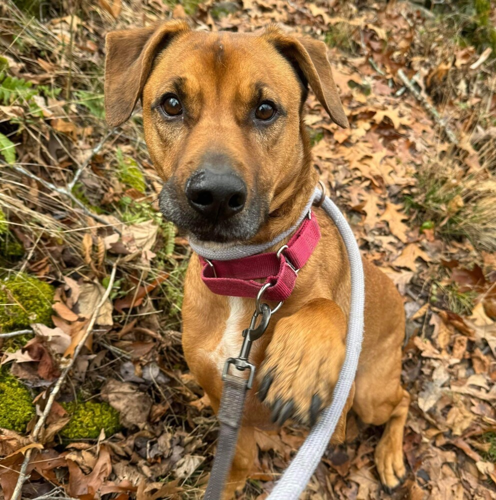 Aston, an adoptable Rottweiler, Mixed Breed in Verplanck, NY, 10596 | Photo Image 3