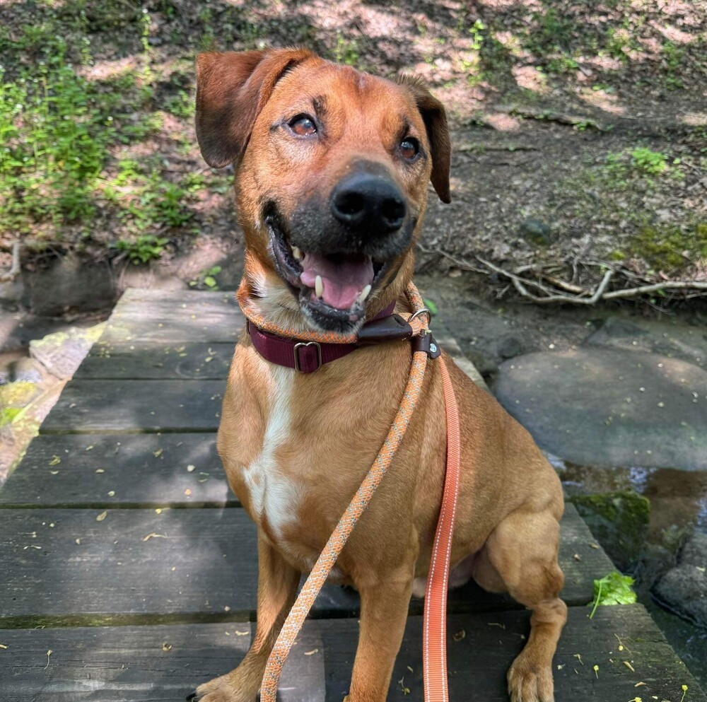 Aston, an adoptable Rottweiler, Mixed Breed in Verplanck, NY, 10596 | Photo Image 4